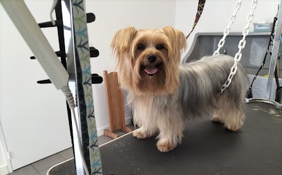 Liberté Toilettage Chien Et Chat, Toiletteur pour Animaux à Saint-Père-en-Retz