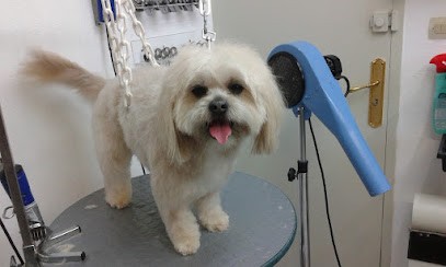 DANDY BEAUTY DOG, Toiletteur pour Animaux à Montpon-Ménestérol