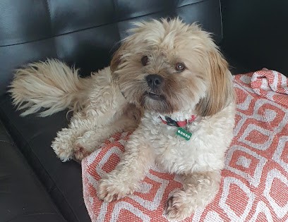 Os'mose, Toiletteur pour Animaux à Pleurtuit