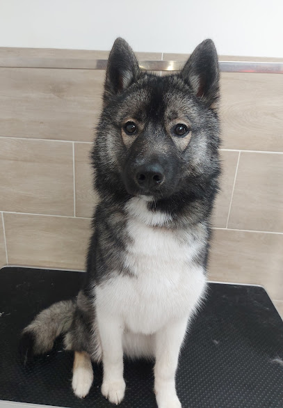 La Douceur Canine - Toilettage Canin, Toiletteur Pour Animaux à Corzé