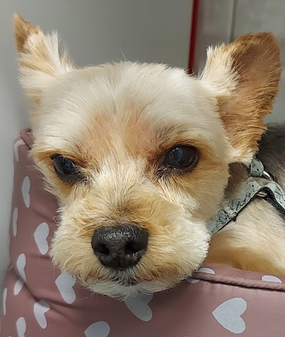 Le Dalmatien, Toiletteur pour Animaux à Saint-Cyr-sur-Loire