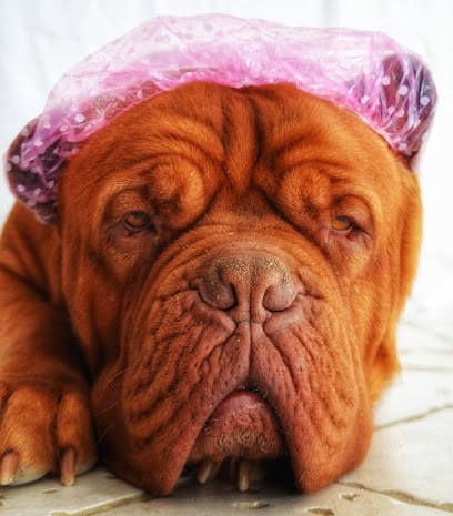 Au Fil Du Poil, Toiletteur pour Animaux à Saint-Laurent-des-Arbres