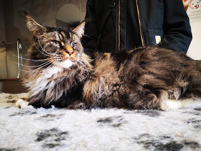 Le Salon D'Emilie, Toilettage Canin Et Félin, Toiletteur pour Animaux à Boëge