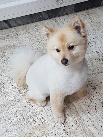 AUX CHIENS CHICS, Toiletteur pour Animaux à Roquebrune-Cap-Martin