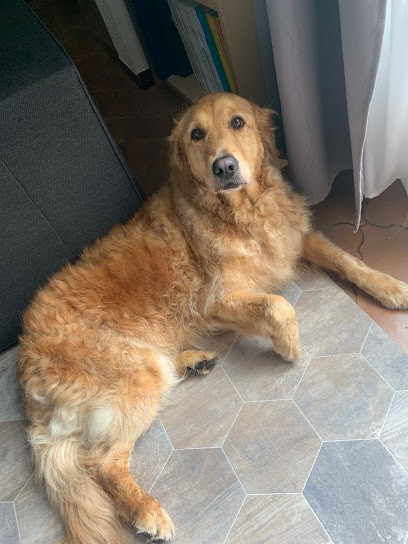 Rêve Canin, Toiletteur pour Animaux à Lavaur