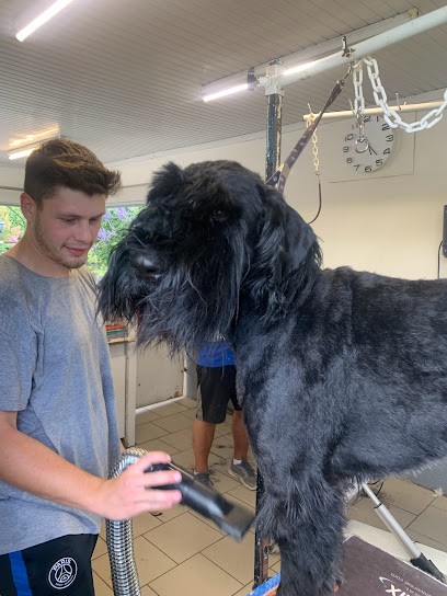 Snoopy Club Toilettage, Toiletteur pour Animaux à Linas