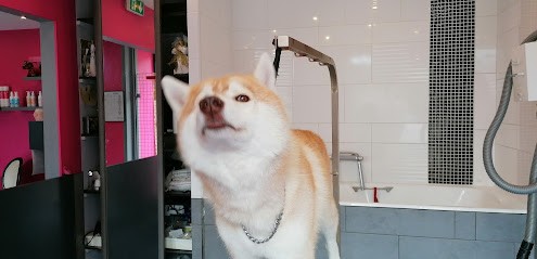 Dandie, Toiletteur pour Animaux à Saint-Philbert-de-Grand-Lieu