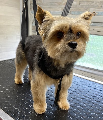 Pluto’Propre Camion à Domicile, Toiletteur pour Animaux à Yvrac