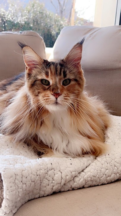 O'BOMUSEAU Toilettage Canin & Félin à Votre Domicile, Toiletteur pour Animaux à L'Isle-sur-la-Sorgue