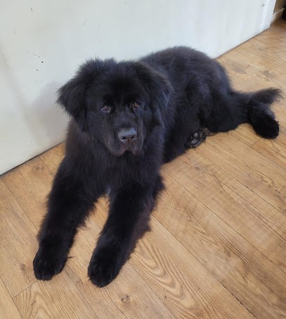 TOUTOUNET Toilettage, Toiletteur pour Animaux à Pont-Saint-Esprit