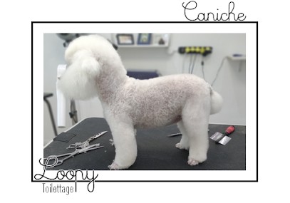 Loopy Toilettage Canin, Toiletteur pour Animaux à Roujan