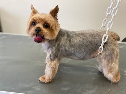 Aristo Pets, Toiletteur pour Animaux à Mougins