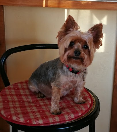 Jean Marc PEREZ / POUPIE TOILETTAGE, Toiletteur pour Animaux à Langeac