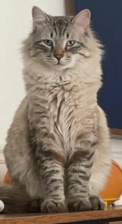 ARTISAN Canins et Félins Pétronille, Toiletteur pour Animaux à Dommartin-lès-Toul