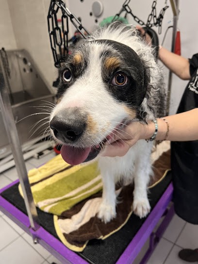Toilettage Canin C'ouaf, Toiletteur pour Animaux à Sonzay
