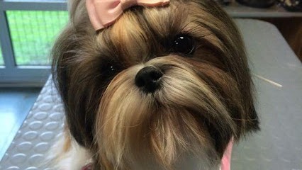 Bulles Dogs Toilettage, Toiletteur pour Animaux à Montigny-le-Bretonneux