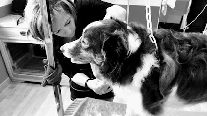 Salon De Toilettage Elidog, Toiletteur pour Animaux à Valmont