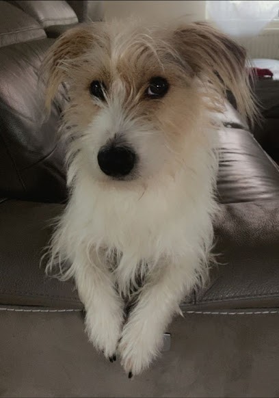 Angela & Moi, Toiletteur pour Animaux à Val de Moder