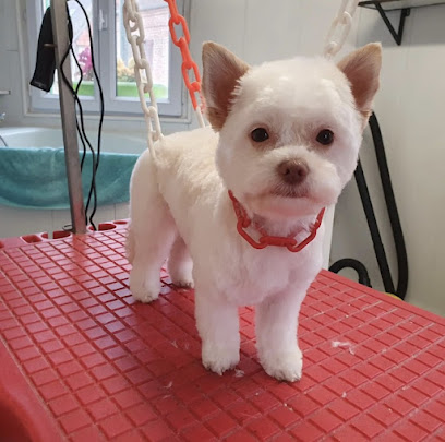 Pascale Toilettage, Toiletteur Pour Animaux à Auneuil