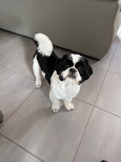 Amour De Toutou, Toiletteur pour Animaux à Telgruc-sur-Mer