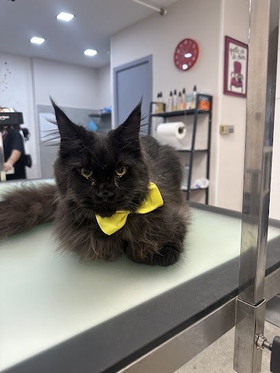 Les Poilus, Toiletteur pour Animaux aux Angles