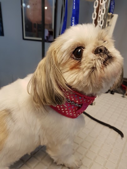 Au Poil Frivole, Toiletteur pour Animaux à Draguignan