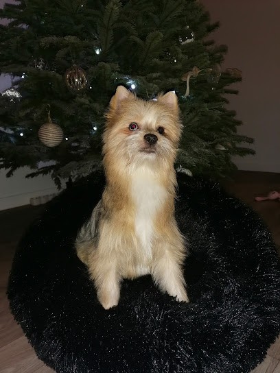 L Academie Des Chiens, Toiletteur pour Animaux au Mesnil-Esnard