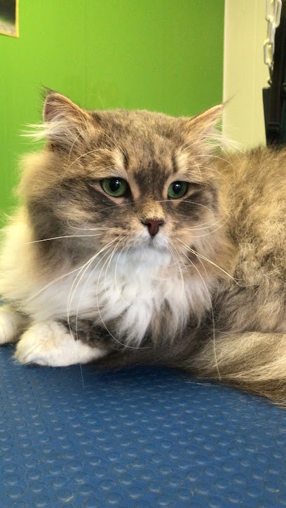 Boules 2 Poils, Toiletteur pour Animaux à Panazol