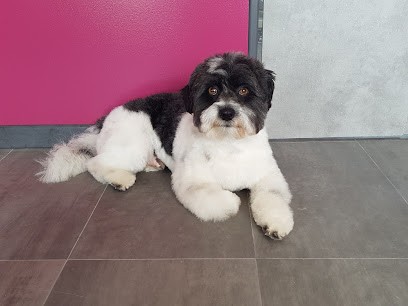 IDEAL CANIN, Toiletteur pour Animaux à Ahuy