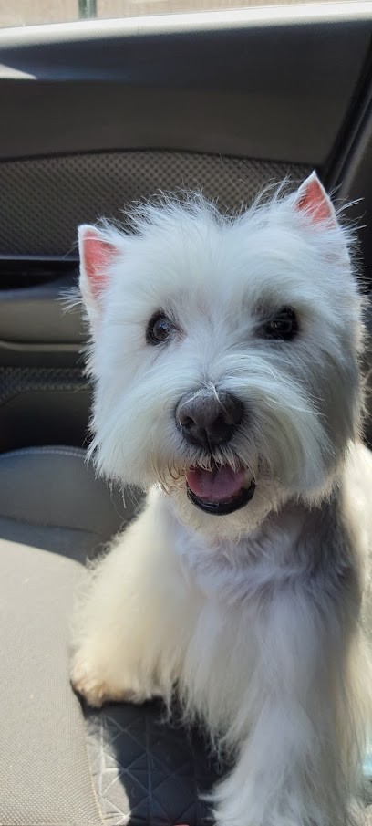 Au Rêve du Toutou, Toiletteur pour Animaux à Vernon