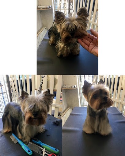 Dog Paradise, Toiletteur pour Animaux à Nice