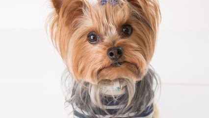 Cani Star, Toiletteur pour Animaux à Thouaré-sur-Loire