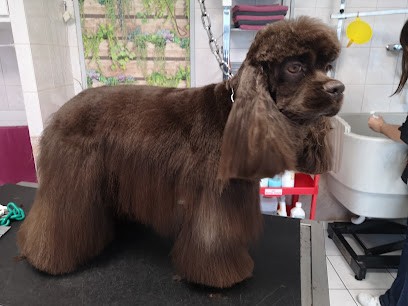 C O POIL, Toiletteur pour Animaux au Plessis-Trévise