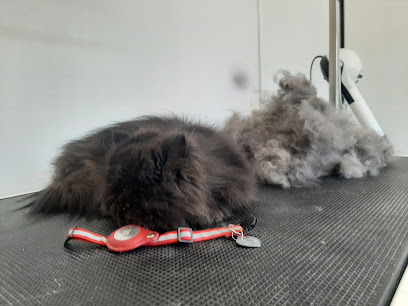 Chat'beauté Salon De Toilettage Toiletteur Pour Animaux au Passage