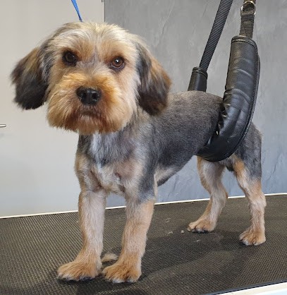 Les P'tites Pattes Des Amognes, Toiletteur pour Animaux à Saint-Benin-d'Azy