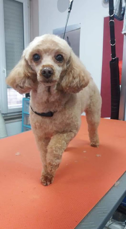 101 Canins Toiletteur Pour Animaux à Avize