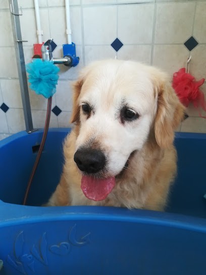 Toilettage à Domicile Florence, Toiletteur pour Animaux à Saint-Raphaël