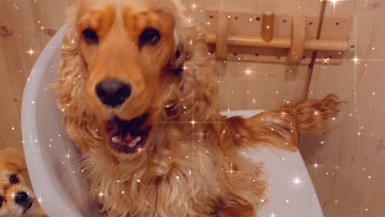 Salon De Toilettage Chez Canaille Et Paillette Nice Saint Isidore, Toiletteur pour Animaux à Nice