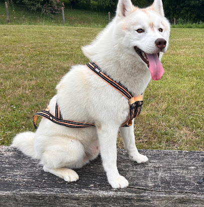 Nala Sitter, Toiletteur Pour Animaux à Saint-Nicolas-de-la-Haie