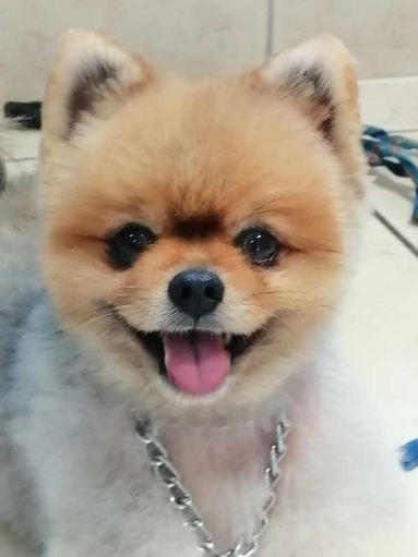 LE CHIEN CHIC Salon de Toilettage Chien et Chat Haguenau, Toiletteur pour Animaux à Haguenau