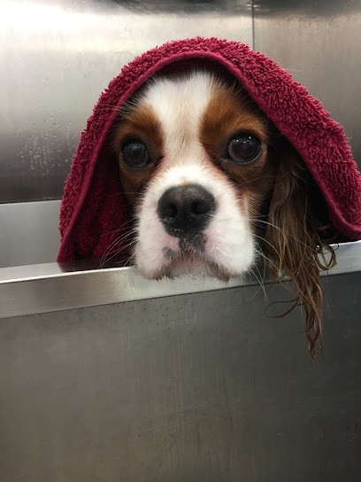 La Patte Verte, Toiletteur pour Animaux à Mayenne