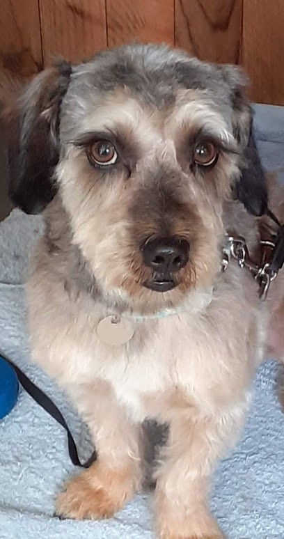 Belle Et Le Clochard, Toiletteur pour Animaux à La Garde