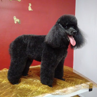 Aux Toutous De Claire, Toiletteur pour Animaux à Saint-Girons