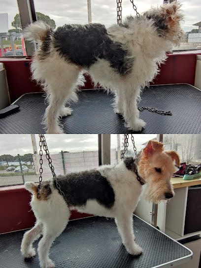 Urban aux poils - toiletteur itinérant Herbignac et Guérande, Toiletteur pour Animaux à Herbignac