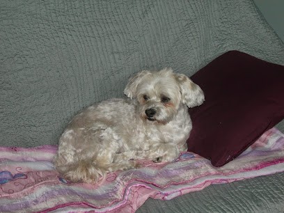 4 Pat' Au Poil - Toilettage, Soins Et Services à Domicile, Toiletteur pour Animaux à Lille