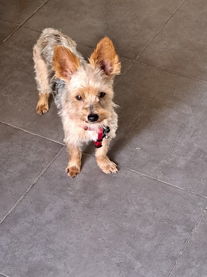 Model's Canin, Toiletteur pour Animaux au Pouzin