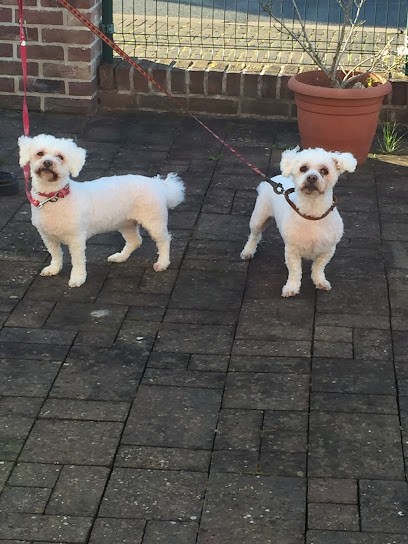 Le Caniche Royal, Toiletteur pour Animaux à Nieppe