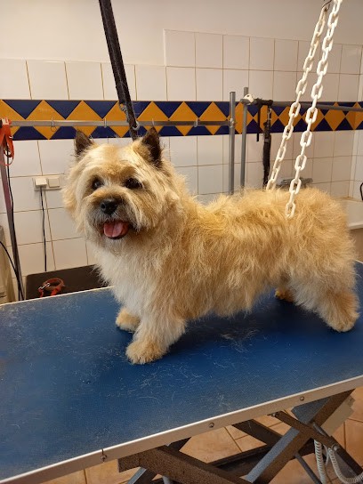 Rouet Brillouet Cecile Marie-France, Toiletteur pour Animaux à Luçon