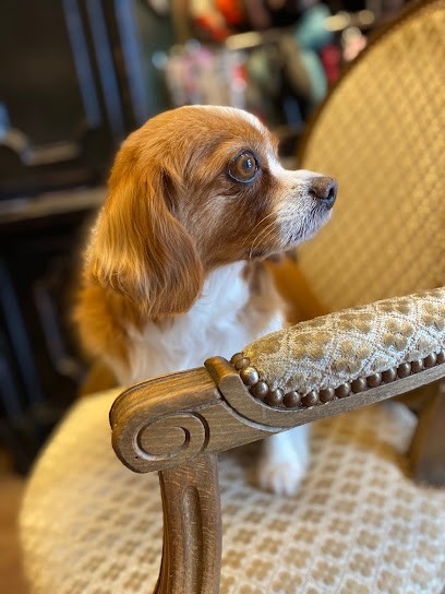 Les Aristochiens, Toiletteur pour Animaux à Lyon 01