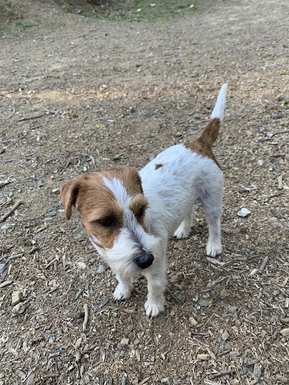 Beauté canine, Toiletteur pour Animaux à Ollioules